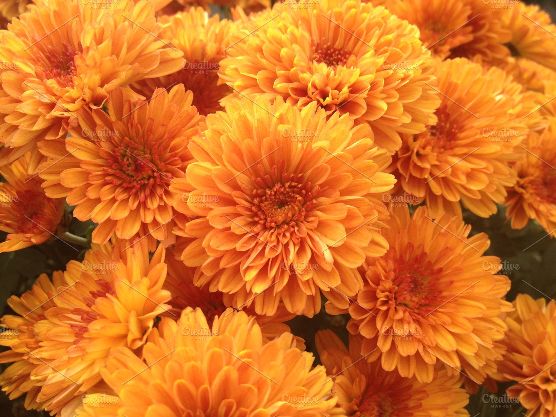Orange Chrysanthemums, a Nature Photo by Riccardo Anelli