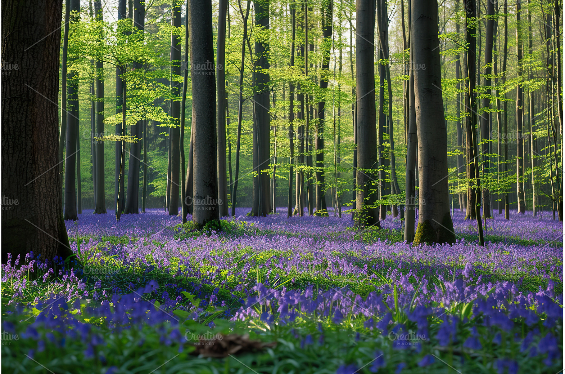 Bluebell Flower Carpet in Halle, a Nature Photo by Lermont51