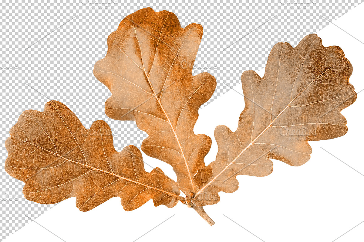 Oak tree leaves and acorns, an Object Graphic by Fruits+Veggies (Photo 4 of 11)