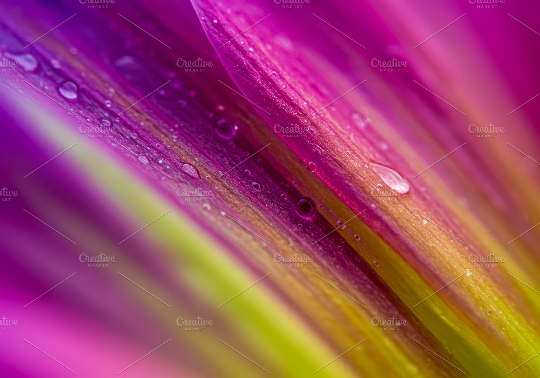 Macro close-up of vibrant pink and y, a Nature Photo by professorinc