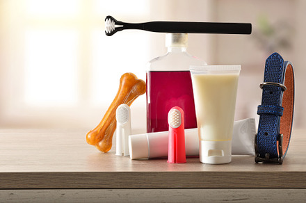 Products for cleaning canine teeth on wooden table in bathroom, an Animal Photo by Davizro's Market
