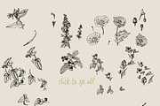 Botanical Vector Collection, an Illustration by Julia Bausenhardt (Thumbnail 5 of 5)