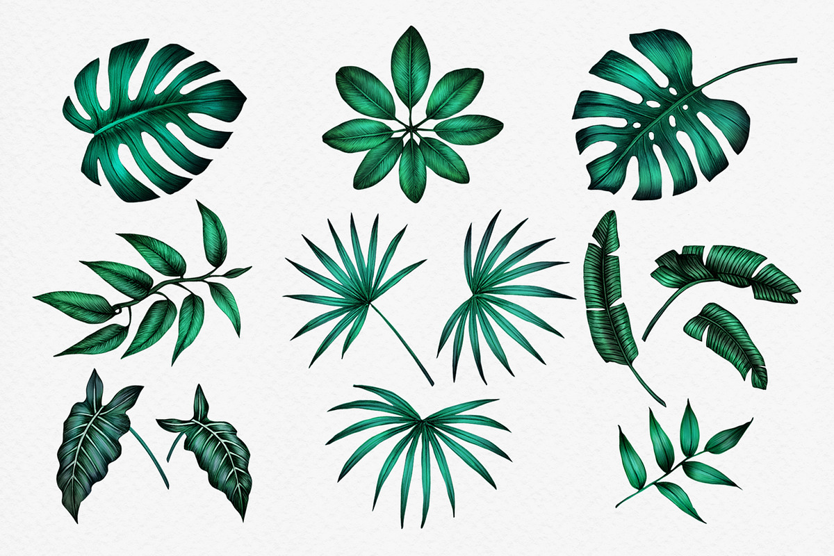 JUNGLE leaves Clip Art., an Illustration by ARTVracovska (Photo 3 of 5)