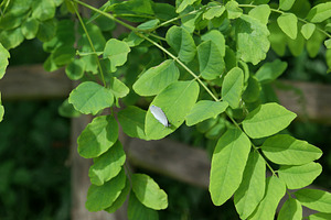 summer azure butterfly on acacia tree, a Photo by WorldOfPhotos