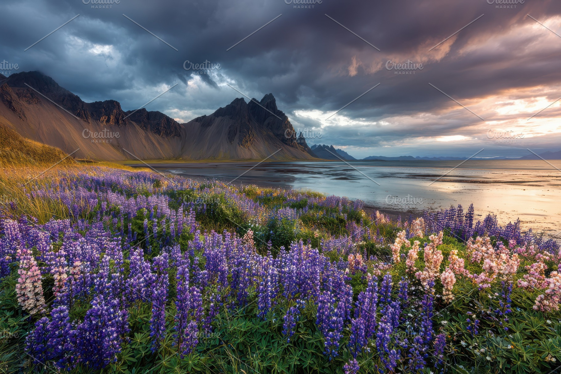 Lupine flowers bloom near dramatic m, a Photo by Pixeness Studio