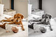 Farmhouse Rustic Warm Fall Presets, a Preset Add-On by CityTurtles (Thumbnail 6 of 6)