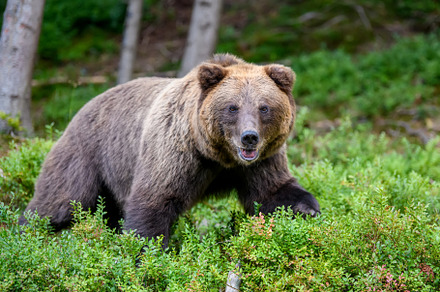 Wild Brown Bear in the summer forest. Animal in natural habitat., an Animal Photo by Byrdyak