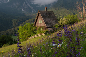 Flowers on the meadow in the mountains