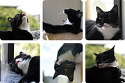 6 Image Bundle: Tongue-out Tuxedo, an Animal Photo by Happiestscone Photography (Thumbnail 2 of 2)