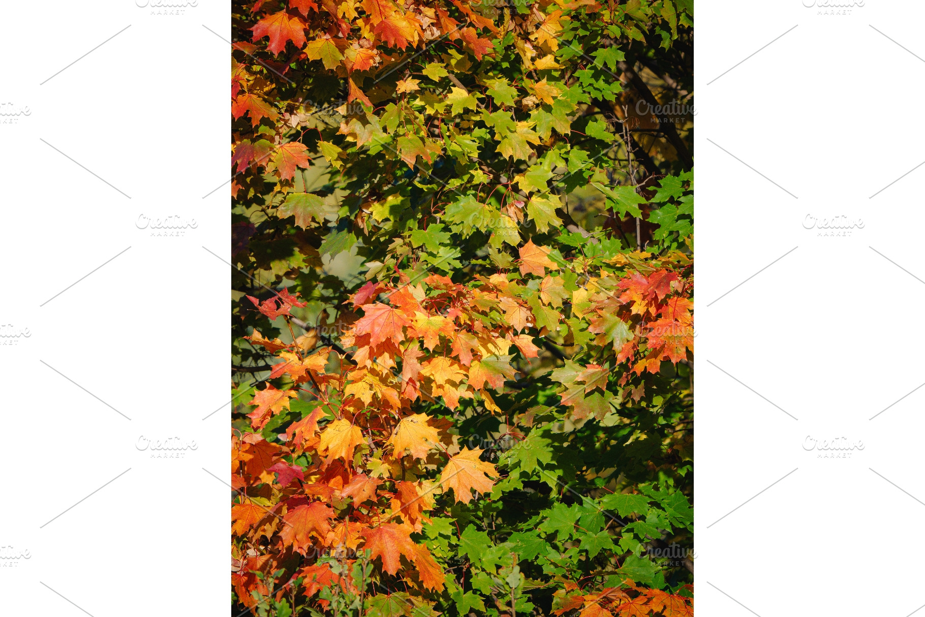 Vertical bright autumn maple tree, a Nature Photo by Fascinadora
