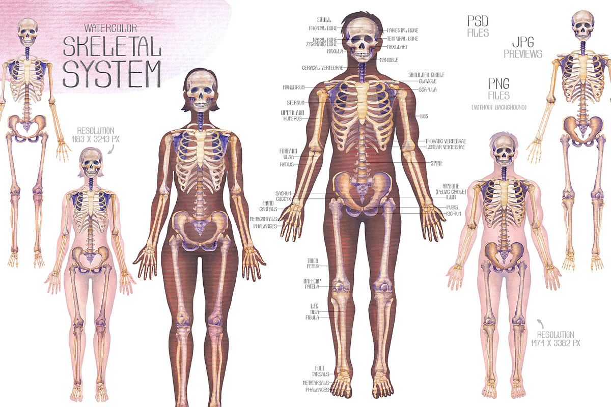 Watercolor anatomical body charts, a Healthcare Illustration by Ekaterina Glazkova (Photo 3 of 8)