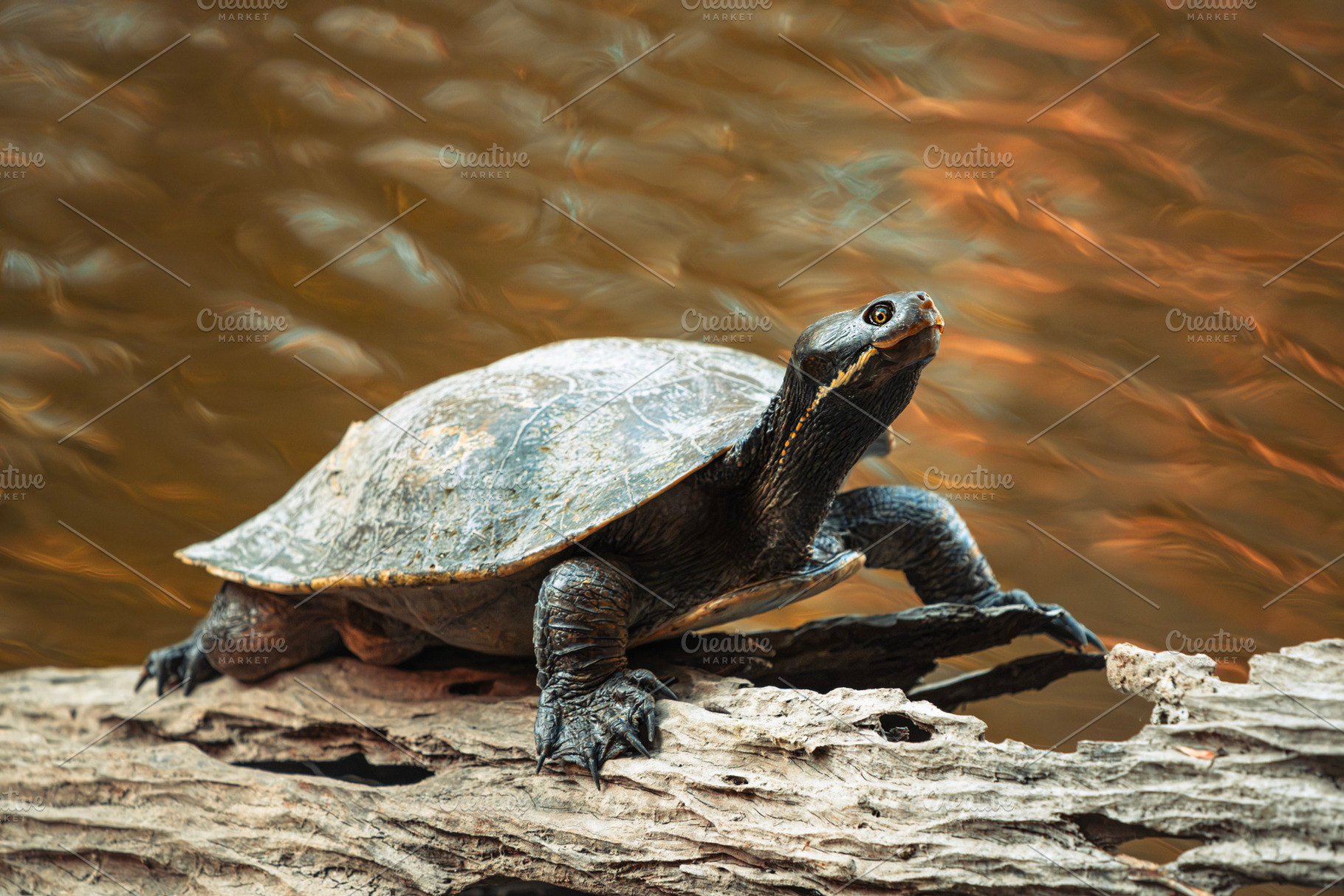 Eastern Short-necked Turtle, an Animal Photo by Rob D Animal Photography