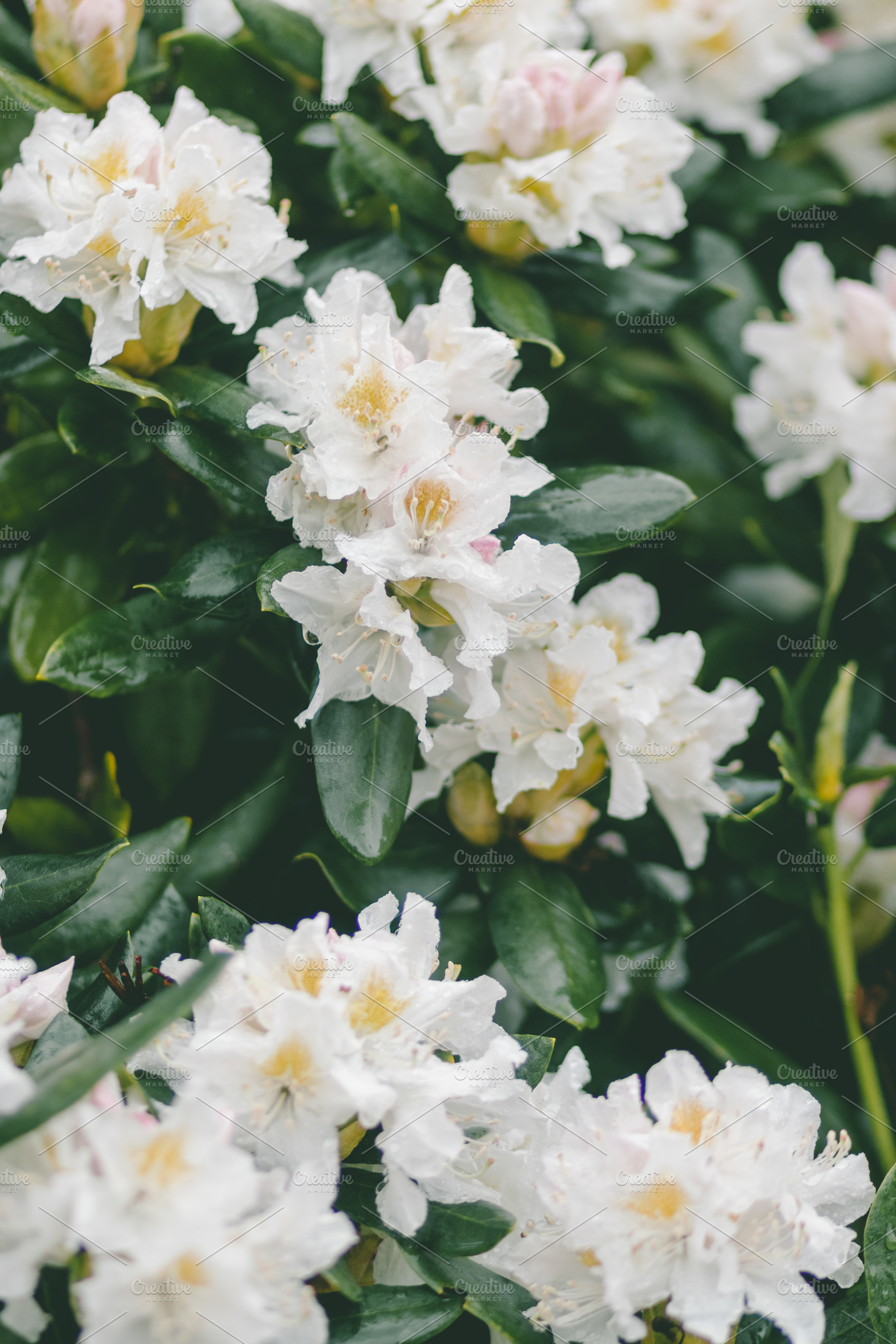 White Azalea Flower Portrait, a Nature Photo by René Jordaan Photography