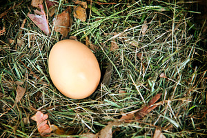 Egg Sitting In Nest, a Nature Photo by THP Creative