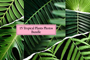 Tropical Plants Photos Bundle, a Nature Photo by eezo (Thumbnail 1 of 6)