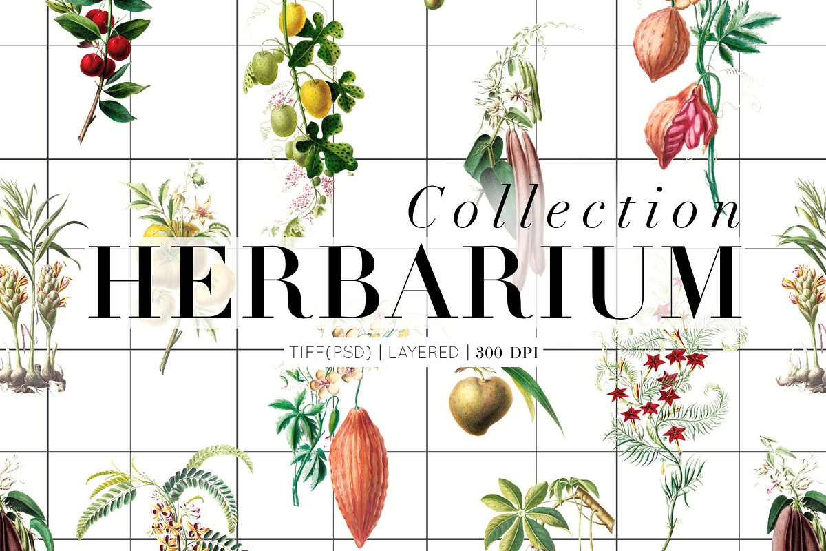 Herbarium Collection prints & more!, a Pattern Graphic by Pink Linen (Photo 2 of 15)