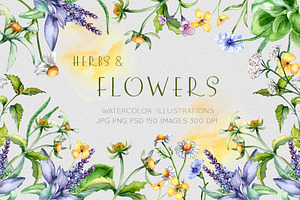 Herbs and flowers watercolor clipart
