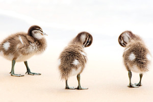 Duckling Chicks, an Animal Photo by THP Creative