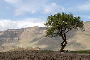 A lonely tree grows in a mountain, a Nature Photo by Schreibikus