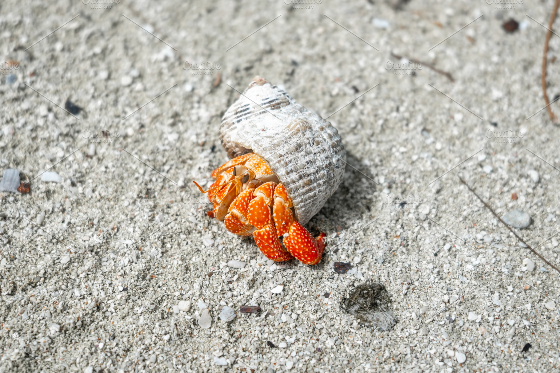 Hermit crab on a white sand beach in Maupiti, French Polynesia, an Animal Photo by GoodGoods