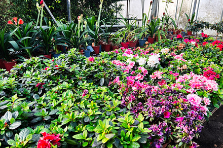 Colorful flowering plants displayed in a greenhouse garden nursery, a Photo by AS photostudio