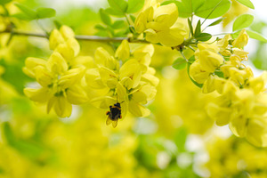 Fluffy bumblebee collecting nectar from yellow golden rain tree flowers. Macro, a Nature Photo by Rohan Photography