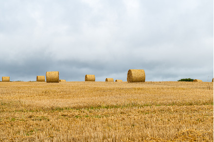 Hay rolls in the field, an Animal Photo by MAnuta