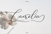 Camelia Calligraphy Modern, a Script Font by Teweka (Thumbnail 1 of 11)