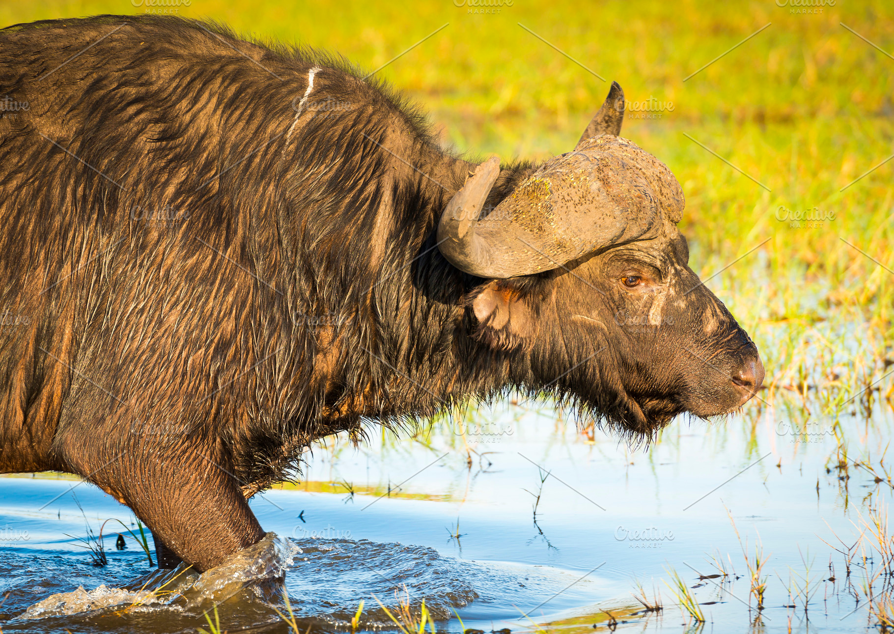 African Buffalo, an Animal Photo by THP Creative