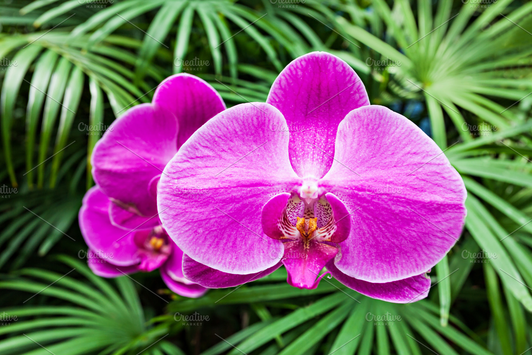 Orchid, a Photo by saiko3p