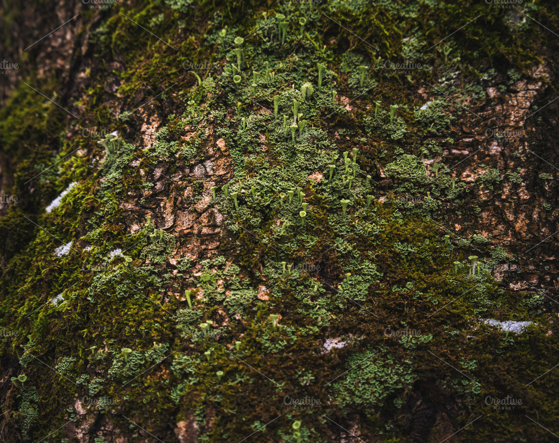 Moss on Tree Trunk – Macro Shot, a Nature Photo by uncle-rico