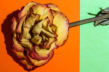 Spring Roses preview 4