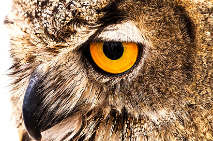 Closeup of a royal owl featuring owl, isolated, and white