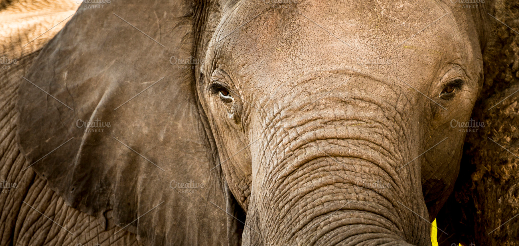 Elephant Portrait Close Up, an Animal Photo by THP Creative