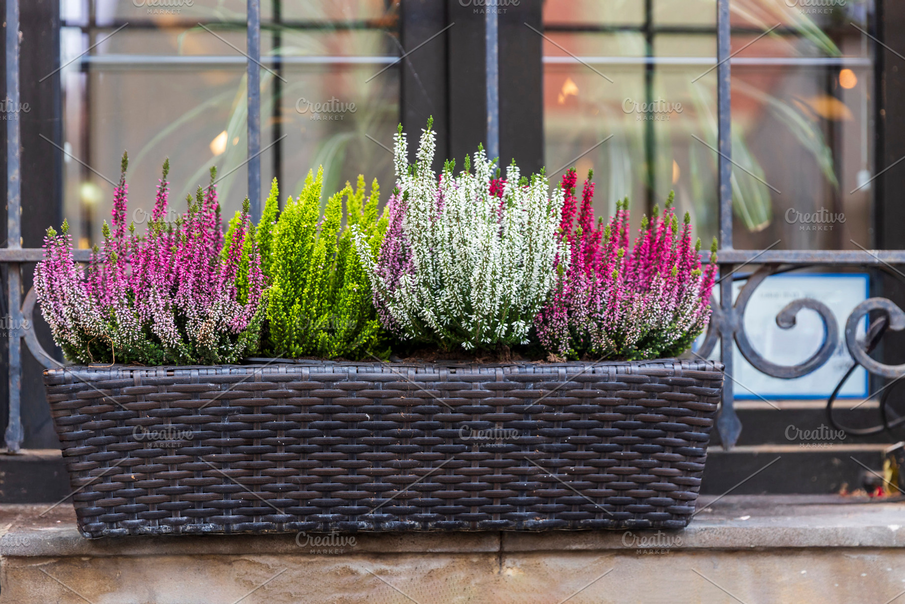 Mixed Pink, White, and Green Heather, a Holiday Photo by Imaginarium