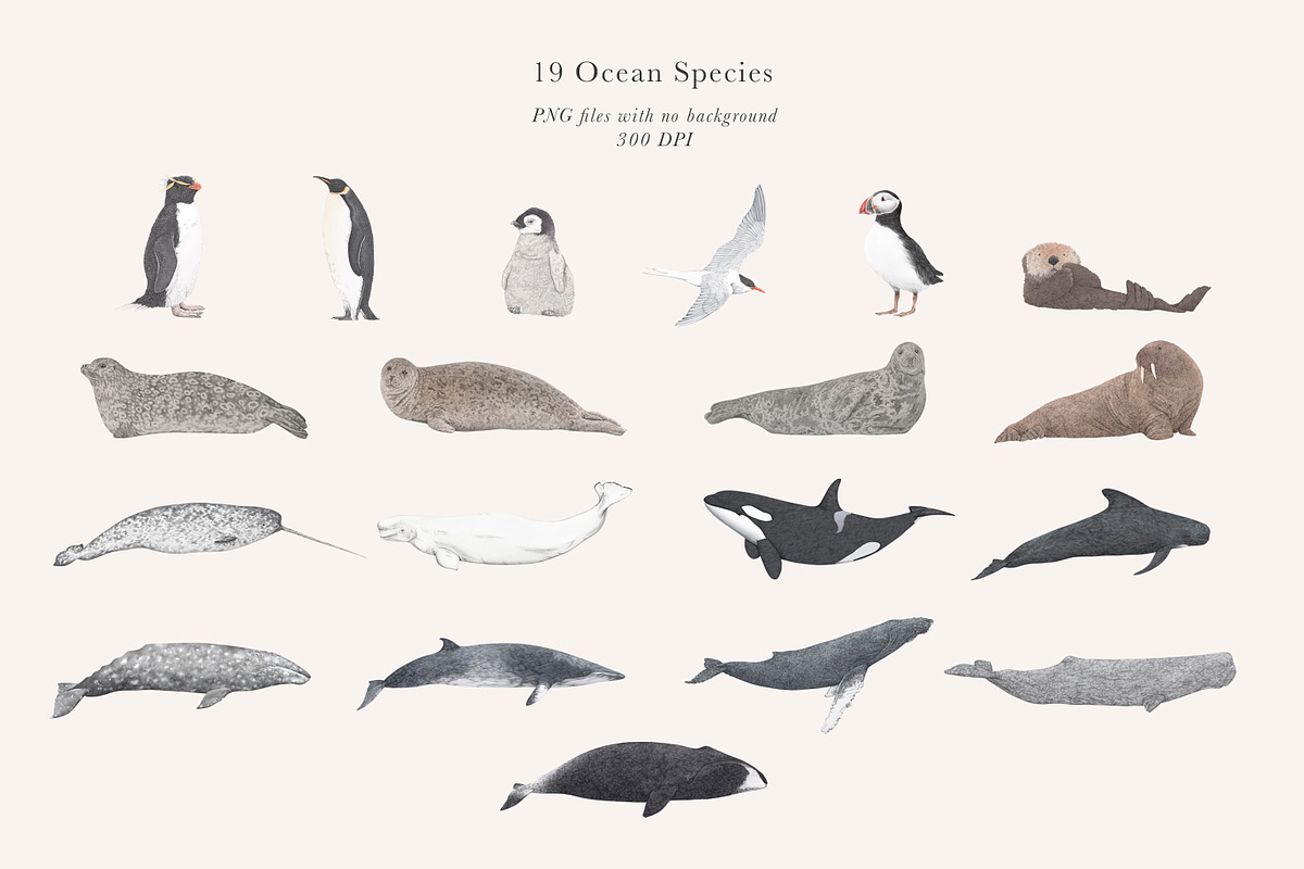 Ocean Species Set - Hand-drawn PNGs, an Animal Illustration by LaurenFittonIllustration (Photo 3 of 10)