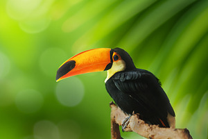 Tropical Toucan with Vibrant Orange, an Animal Photo by Perpis