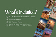 80 Desert Camel Stock Photos, an Animal Photo by Incomelion (Thumbnail 5 of 15)