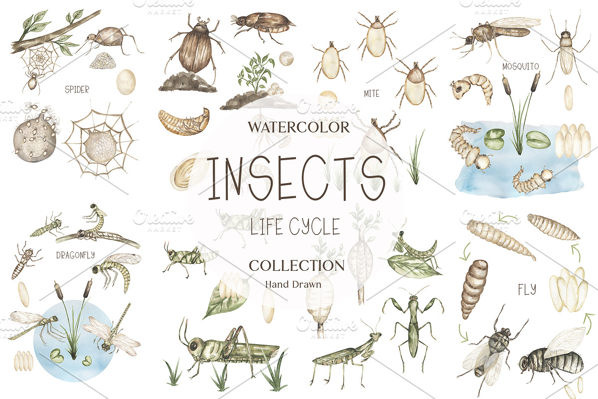 Watercolor Insects Life Cycle, an Education Illustration by MayaNavits (Photo 1 of 18)