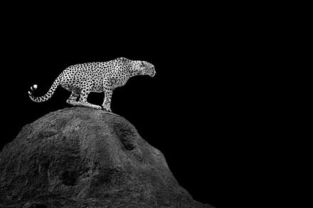 Cheetah on dark background stock photo containing cheetah and animal, an Animal Photo by Byrdyak