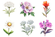 Botanical Forest Wildflower PNG, an Illustration by Watercolor design (Thumbnail 3 of 4)