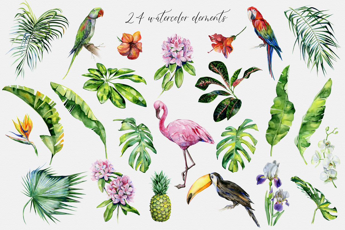 Rainforest illustrations, an Illustration by Anna Myslivets Art (Photo 3 of 7)