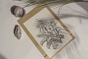 Tropical black& white plants, a Decorative Illustration by Jeanna Draw (Thumbnail 10 of 19)