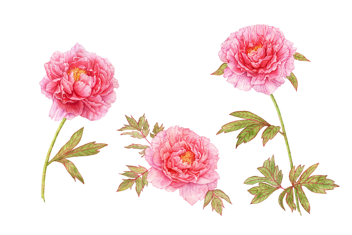 Watercolor Pink Flowers, an Illustration by Katya Zlobina (Photo 8 of 9)