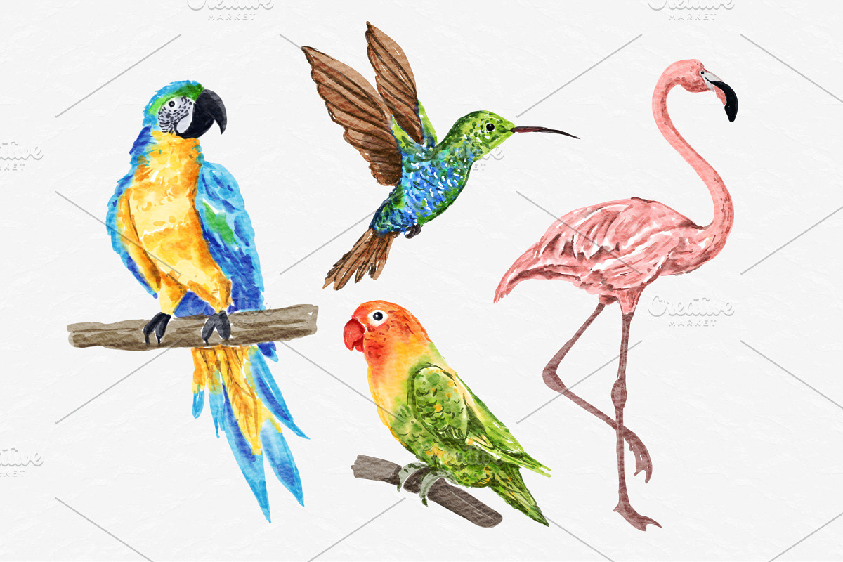 Watercolor Tropical Birds Clipart, an Illustration by MiracleArtAndDesign (Photo 2 of 3)