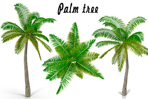 Palm