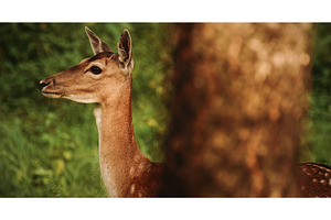 Charming Fallow Deer Or Dama Dama In, an Animal Photo by Our Amazing World