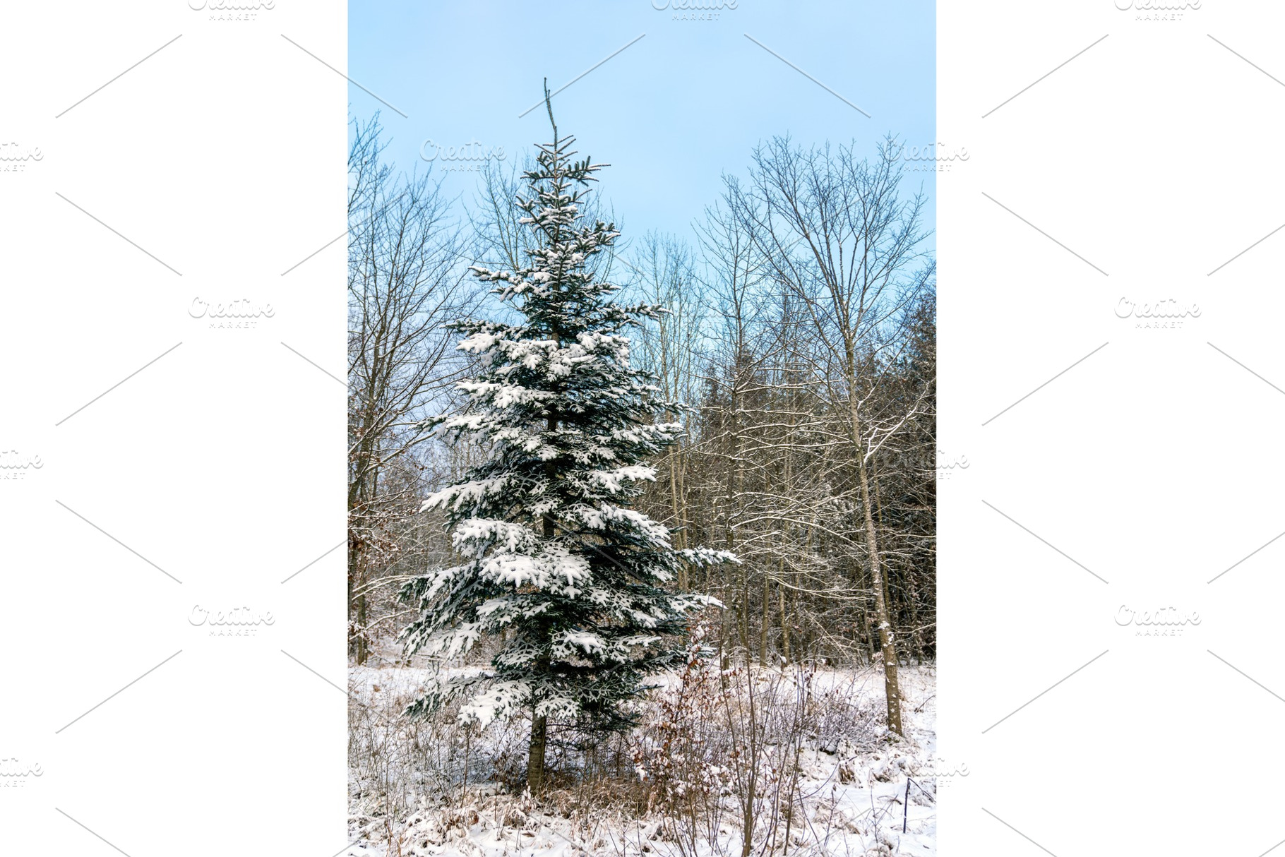 Winter forest in the swabian alps featuring forest, snow, and germany, a Nature Photo by Leonid Andronov
