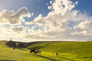 Cows Grazing On Green Hillside, an Animal Photo by THP Creative
