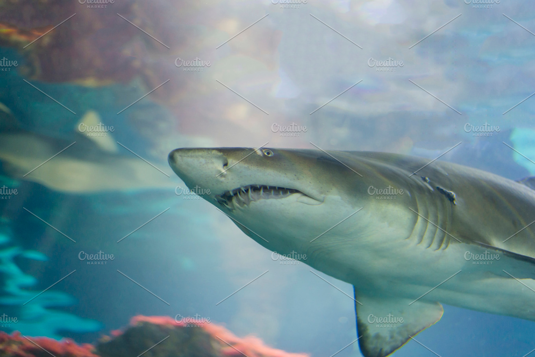 Underwater life containing shark, fish, and animal, an Animal Photo by Arnaufoto